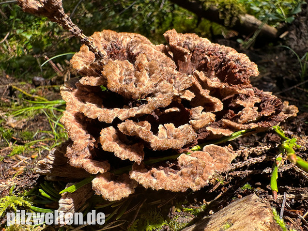 Gemeiner Erdwarzenpilz, Thelephora terrestris