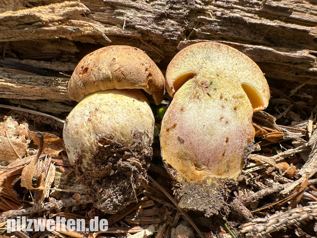 Nadelwald Anhängselröhrling, Gelber Steinpilz, Butyriboletus subappendiculatus