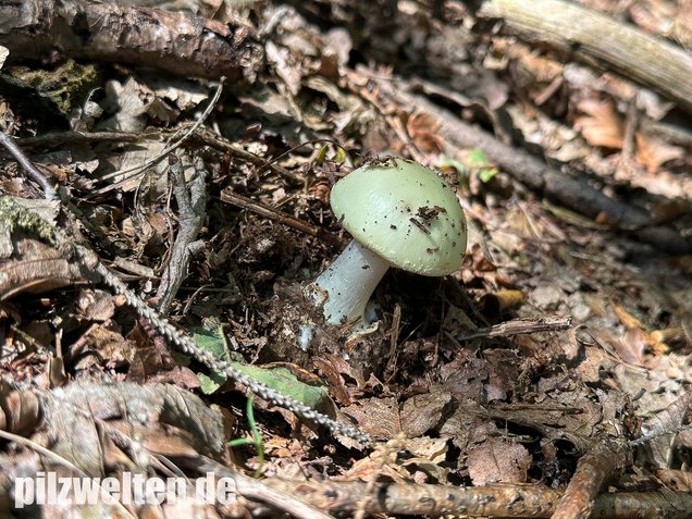 Gelber Knollenblätterpilz, Amanita citrina