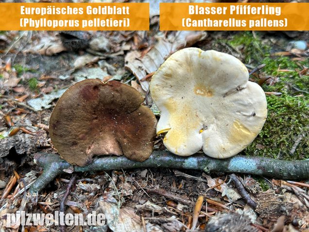 Europäisches Goldblatt, Phylloporus pelletieri