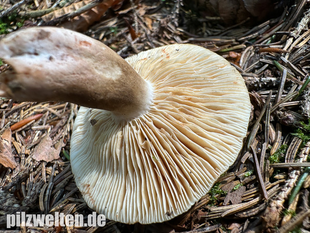 Pechschwarzer Milchling, Lactarius picinus