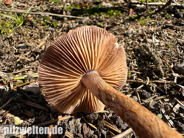 Schuppiger Dickfuß, Cortinarius pholideus