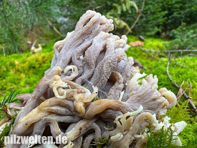 Graue Koralle, Grauer Keulenpilz, Clavulina cinerea