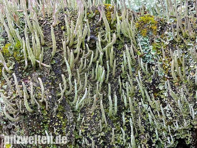 Keulenflechte, Cladonia coniocraea