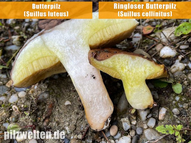 Ringloser Butterpilz, Suillus collinitus