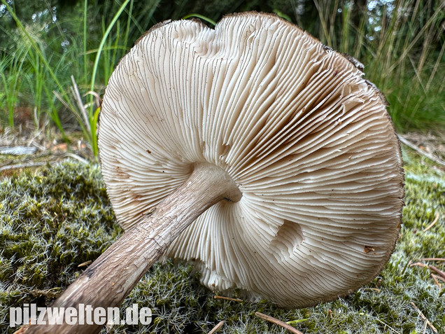 Schwarzschneidiger Dachpilz, Pluteus atromarginatus