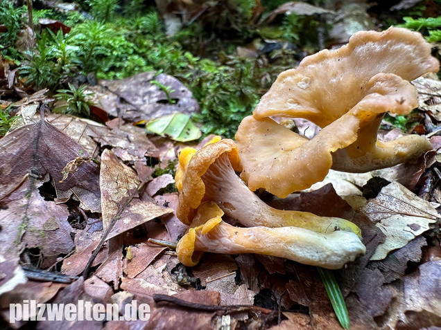 Gelbvioletter Pfifferling, Cantharellus ianthinoxanthus