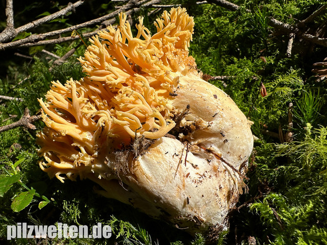 Gebirgskoralle, Largents Korallenpilz, Ramaria largentii