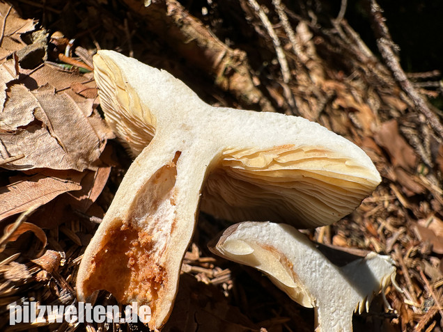 Pechschwarzer Milchling, Lactarius picinus