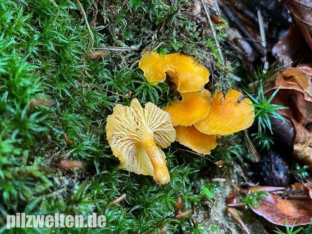 Samtiger Pfifferling, Cantharellus friesii