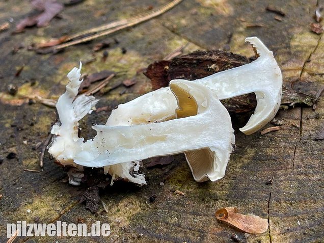 Weißer Büschelrasling, Leucocybe connata