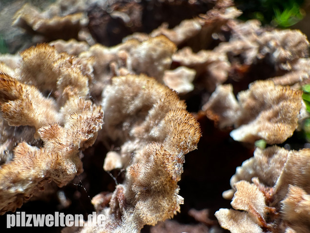 Gemeiner Erdwarzenpilz, Thelephora terrestris