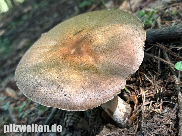 Riesenchampignon, Agaricus augustus