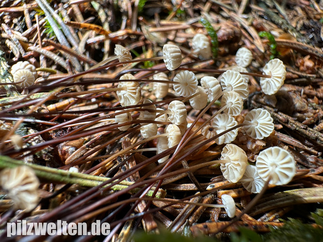 Nadelstreu-Käsepilzchen, Käsepilzchen, Marasmius wettsteinii