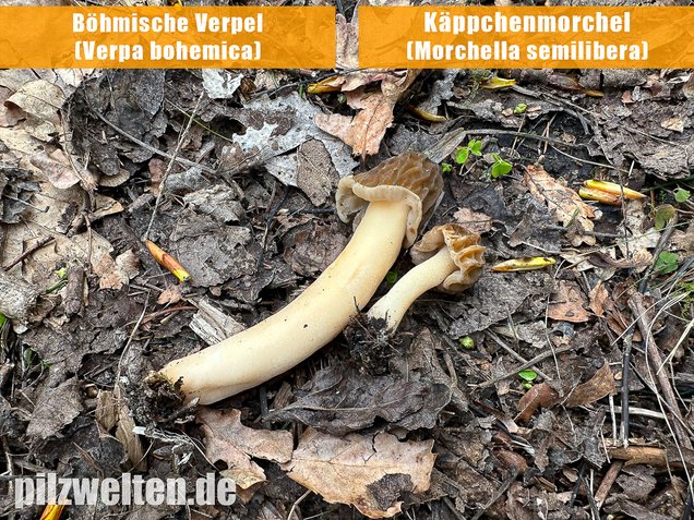 Käppchenmorchel, Morchella semilibera