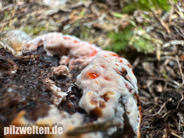 Scharfer Korkstacheling, Blutender Korkstacheling, Hydnellum peckii