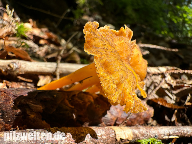 Starkriechender Trompetenpfifferling, Gelbe Kraterelle, Craterellus lutescens