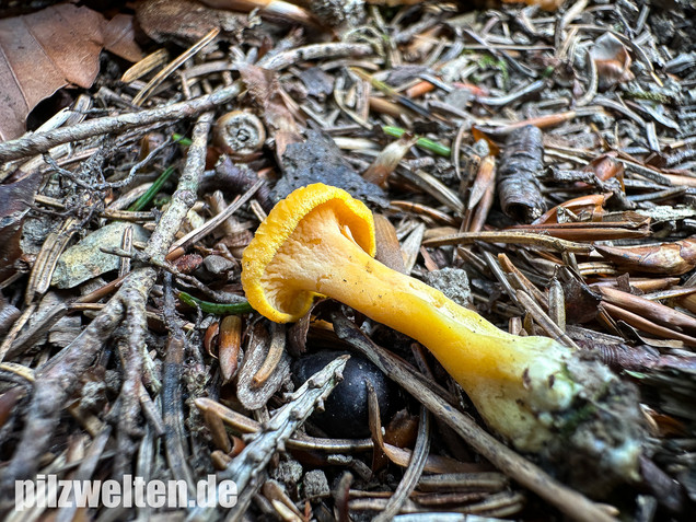 Gelbvioletter Pfifferling, Cantharellus ianthinoxanthus