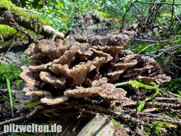 Gemeiner Erdwarzenpilz, Thelephora terrestris