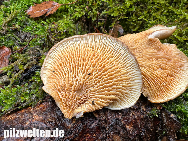 Muschelkrempling, Grubenschwamm, Tapinella panuoides