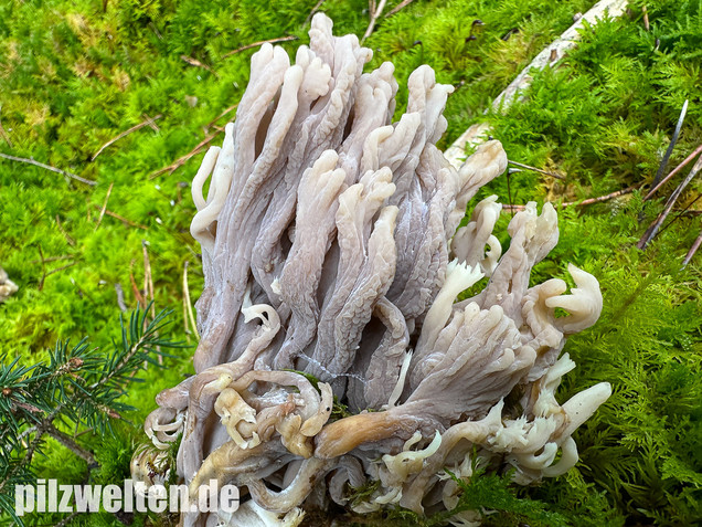 Graue Koralle, Grauer Keulenpilz, Clavulina cinerea