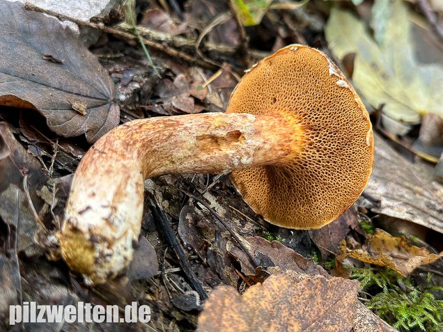 Rostroter Lärchenröhrling, Suillus tridentinus