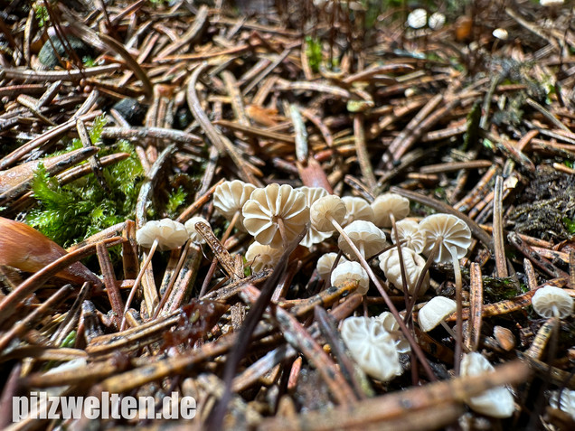 Nadelstreu-Käsepilzchen, Käsepilzchen, Marasmius wettsteinii