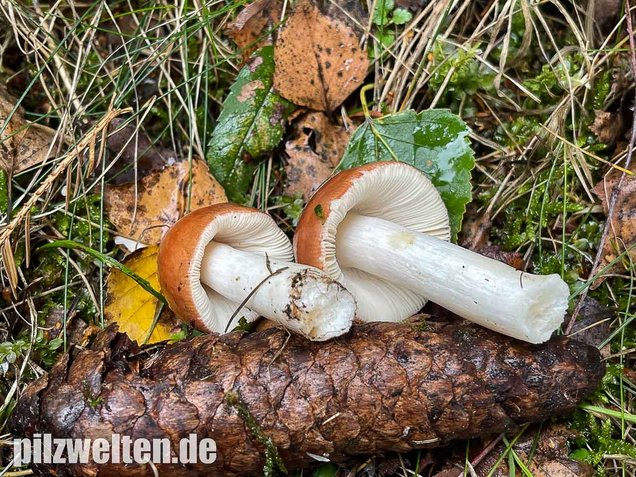 Apfeltäubling, Russula paludosa