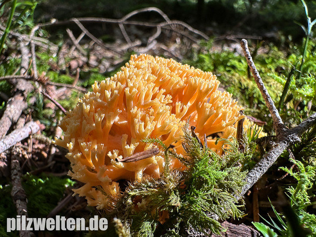 Gebirgskoralle, Largents Korallenpilz, Ramaria largentii