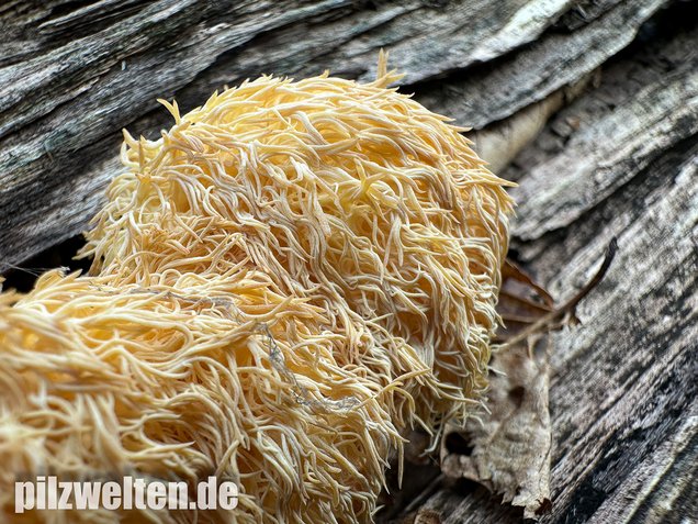 Igelstachelbart, Lion's mane Mushroom, Hericium erinaceus