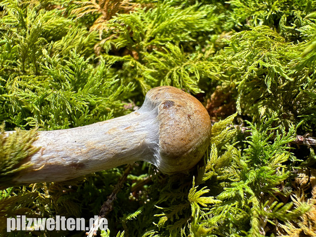 Olivgelber Schleimkopf, Cortinarius subtortus