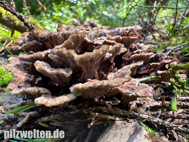 Gemeiner Erdwarzenpilz, Thelephora terrestris