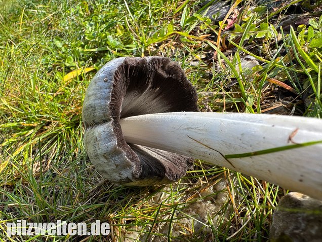 Grauer Faltentintling, Coprinopsis atramentaria