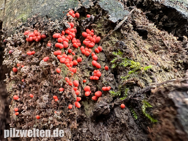 Konischer Blutmilchpilz, Konischer Milchstäubling, Lycogala conicum