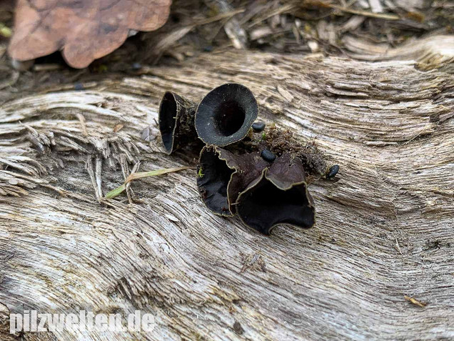 Topfteuerling, Cyathus olla