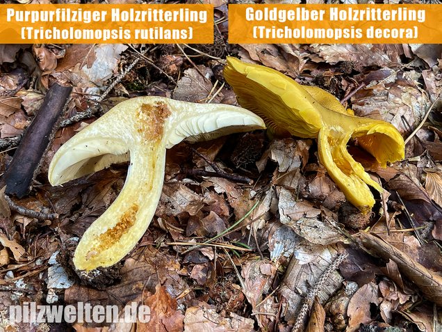 Goldgelber Holzritterling, Tricholomopsis decora