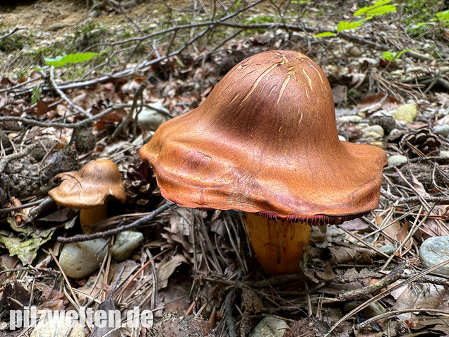 Rotgenatterter Hautkopf, Purpurbrauner Hautkopf, Cortinarius purpureus