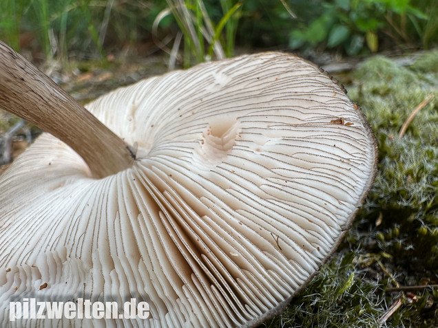 Schwarzschneidiger Dachpilz, Pluteus atromarginatus