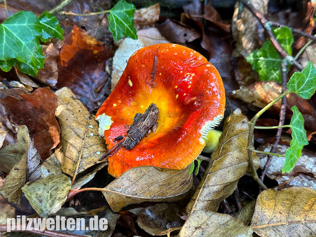 Goldtäubling, Russula aurea