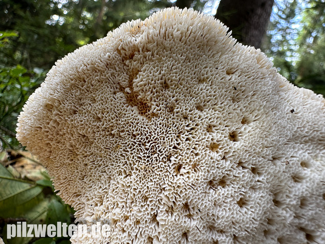 Bergporling, Bondarzewia mesenterica