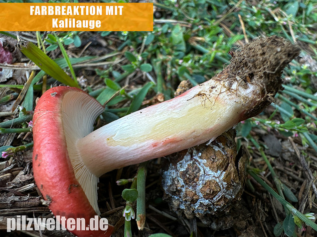 Blutroter Täubling, Bluttäubling, Russula sanguinaria