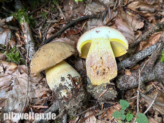 Nadelwald Anhängselröhrling, Gelber Steinpilz, Butyriboletus subappendiculatus