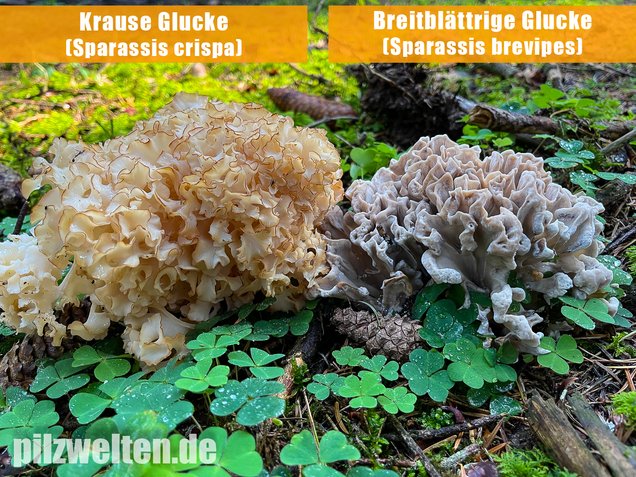 Krause Glucke, Sparassis crispa