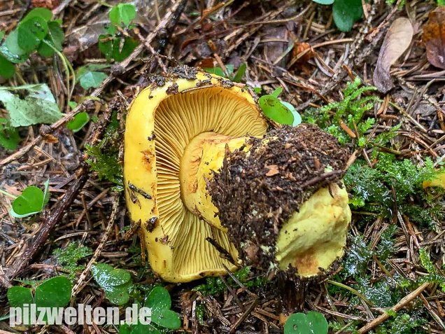 Dottergelber Klumpfuß, Cortinarius meinhardii