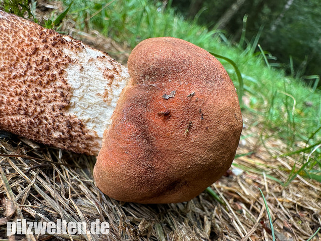 Laubwald-Rotkappe, Eichenrotkappe, Leccinum aurantiacum