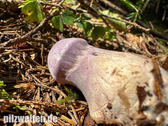 Lila-Dickfuß, Safranfleischiger Dickfuß,  Cortinarius traganus