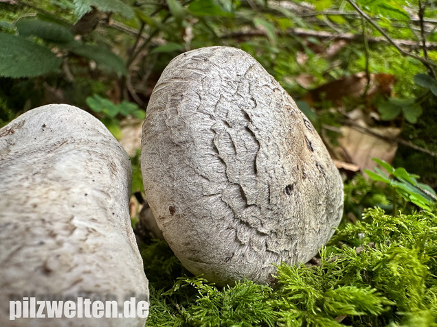 Seidiger Tigerritterling, Tricholoma filamentosum