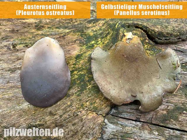 Austernseitling, Austernpilz, Kalbfleischpilz, Pleurotus ostreatus