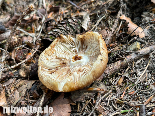 Morsetäubling, Marzipantäubling, Russula illota