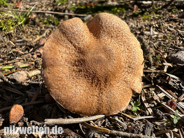 Schuppiger Dickfuß, Cortinarius pholideus